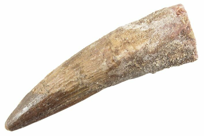 Fossil Spinosaurus Tooth - Real Dinosaur Tooth #360173